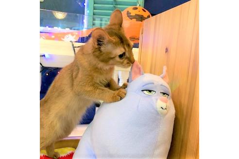 成約済の大阪府のソマリ-4684の3枚目